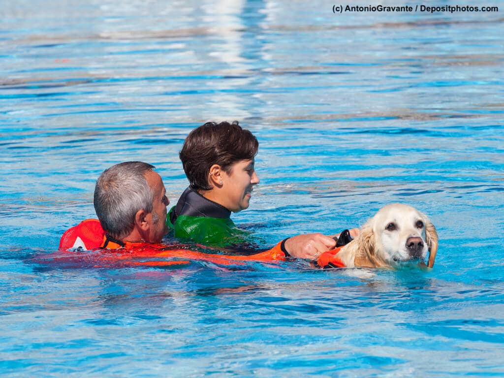 Schwimmbadtraining, Golden Retriever mit Rettungsweste im Wasser bringt Menschen an Land