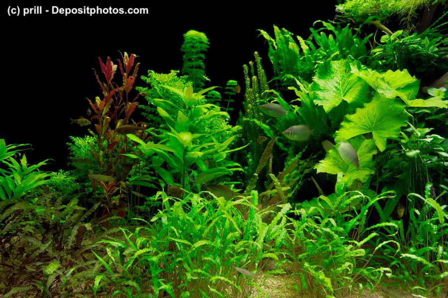 Pogostemon helferi (Wasserstern)