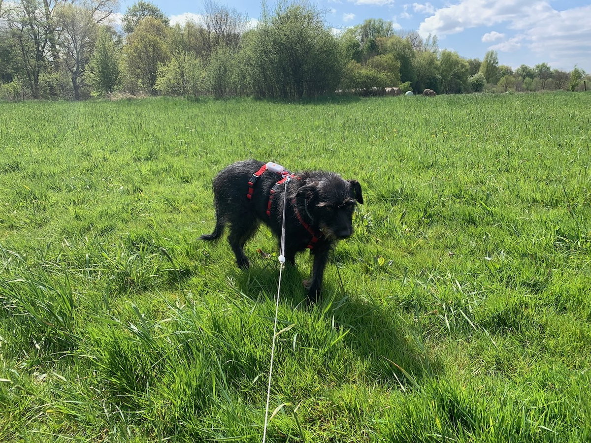 Ein GPS-Tracker von Weenect gibt auch bei ängstlicheren Hunden in fremder Umgebung Sicherheit.