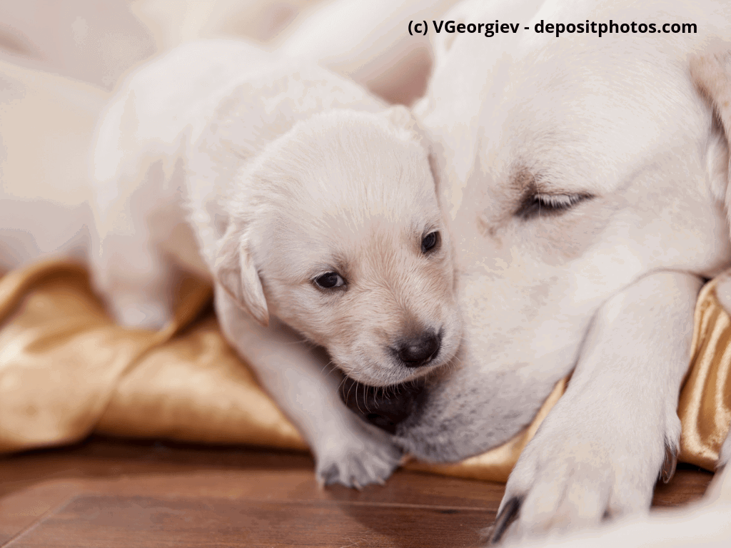 Weiße Labrador Retriever Mutter mit Welpe