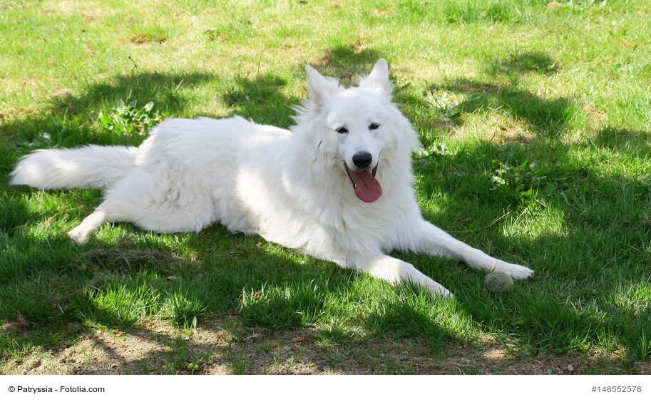 Schweizer Schäferhund liegend auf einer Wiese