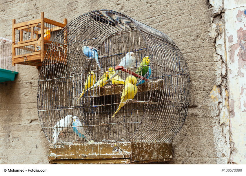 Viel zu kleiner, schmutziger Vogelkäfig mit 8 Wellensittichen verschiedener Farben.