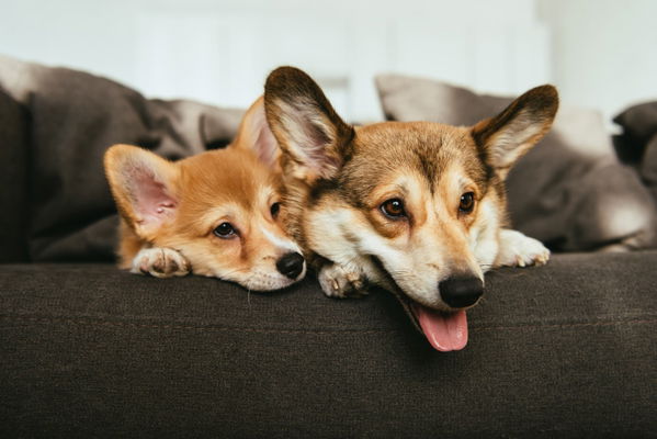 Hundefutter nach Alter: Warum bekommen Welpen Welpenfutter?