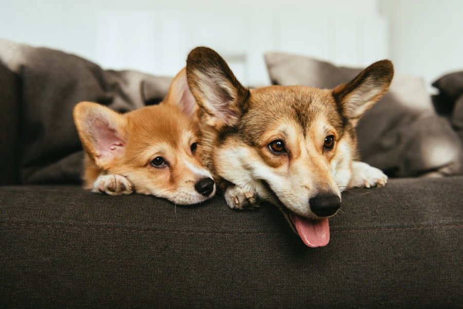 Hundefutter nach Alter: Warum bekommen Welpen Welpenfutter?