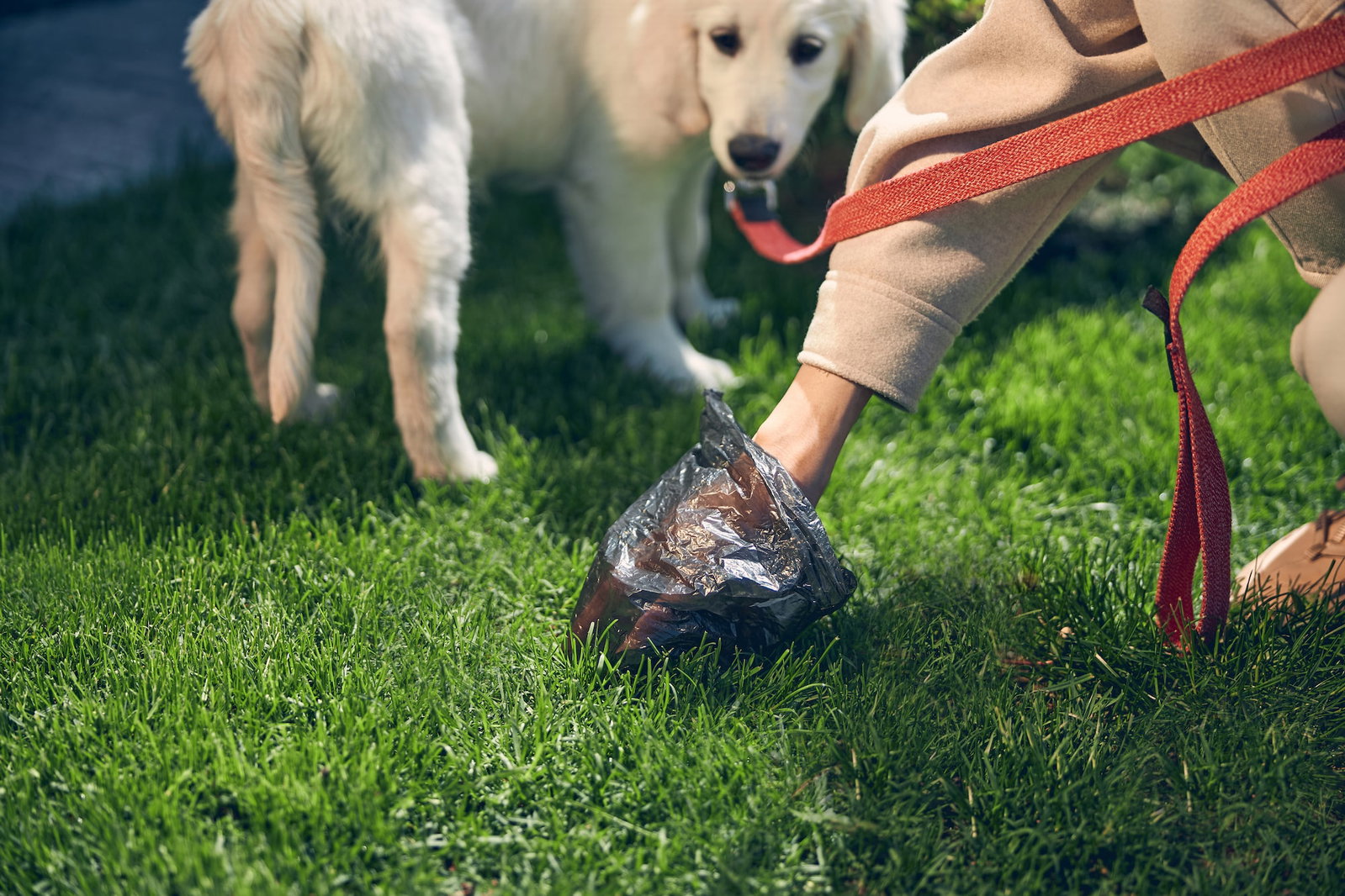 Weißer großer Welpe schaut seinem Frauchen zu, wie es seinen Haufen vom Rasen aufliest. Beschriftung lautet: Wenn dein Hund sein Futter verträgt, wirst du es an seinem Haufen merken.