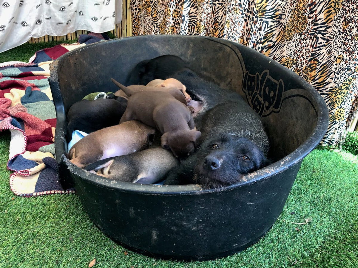 Je nachdem, wie alt dein Hund ist und wie sein AktivitÀtslevel ist oder ob es andere Besonderheiten gibt, braucht er anderes Futter.