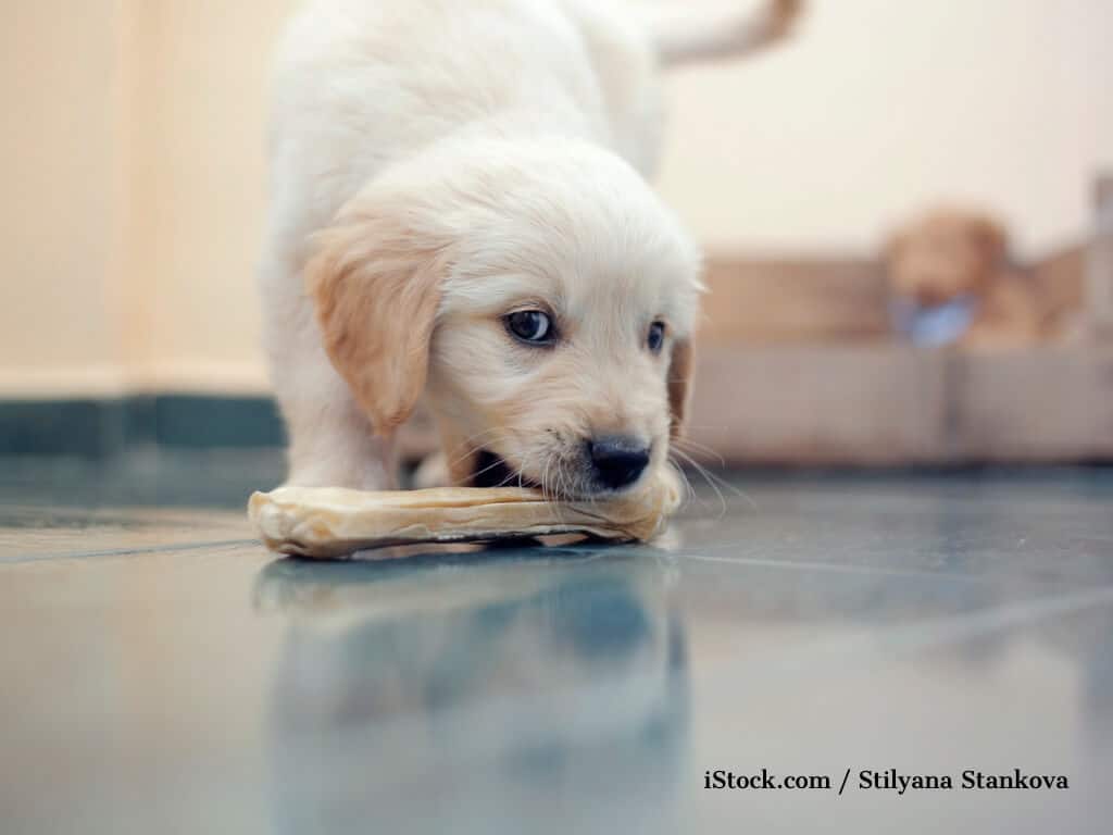 Golden Retriever Welpe mit Knochen