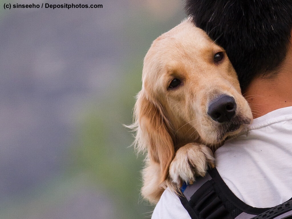 Hund schaut über die Schulter eines Mannes, der ihn auf dem Arm trägt