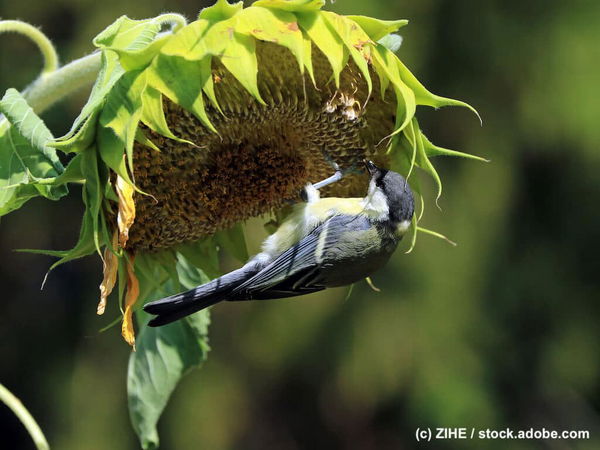 Vögel füttern im Sommer – So kannst du helfen!