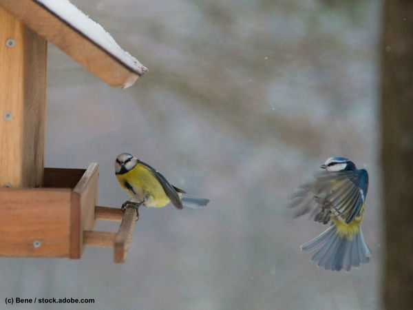 Vögel im Winter richtig füttern: Profi-Tipps für Naturfreunde