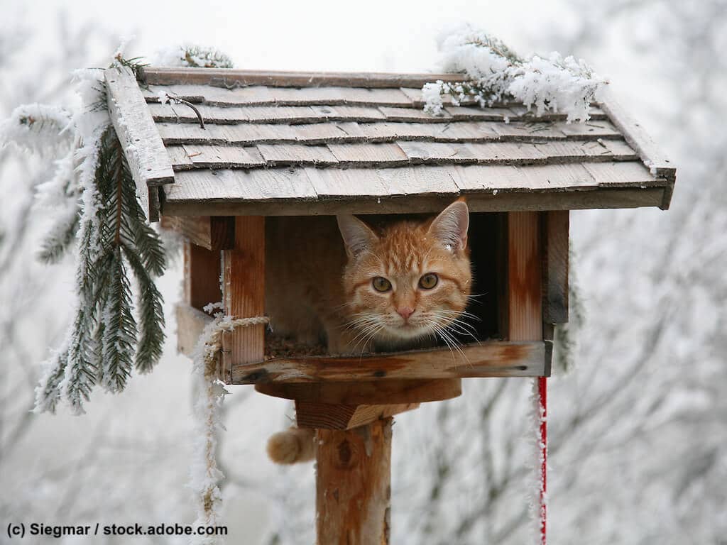 Katze im Vogelhaus