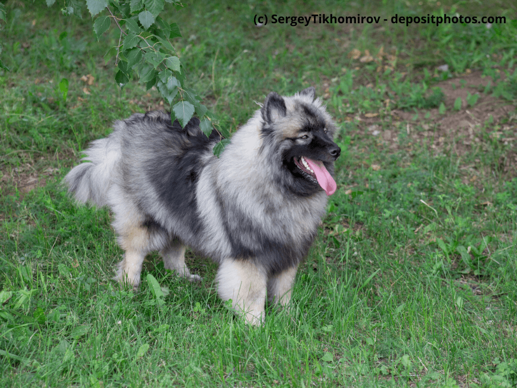 Wolfsspitz