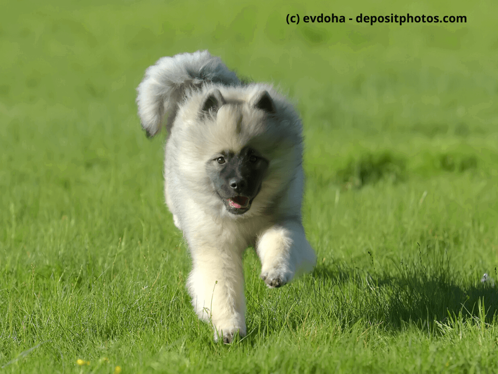 Wolfsspitz Welpe läuft glücklich durch das Gras