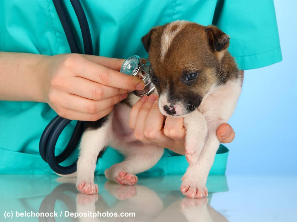 Behandlung von Würmern bei Katze und Hund