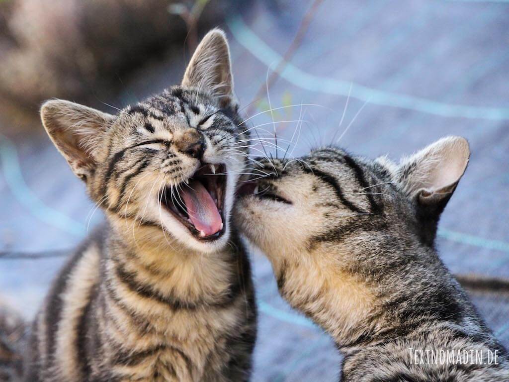 Wurmbefall bei Katzen Kitten