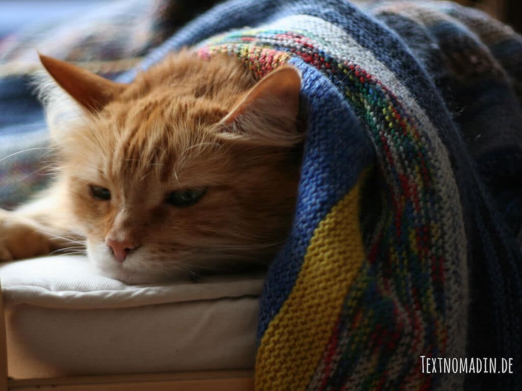 Wurmbefall bei Katzen