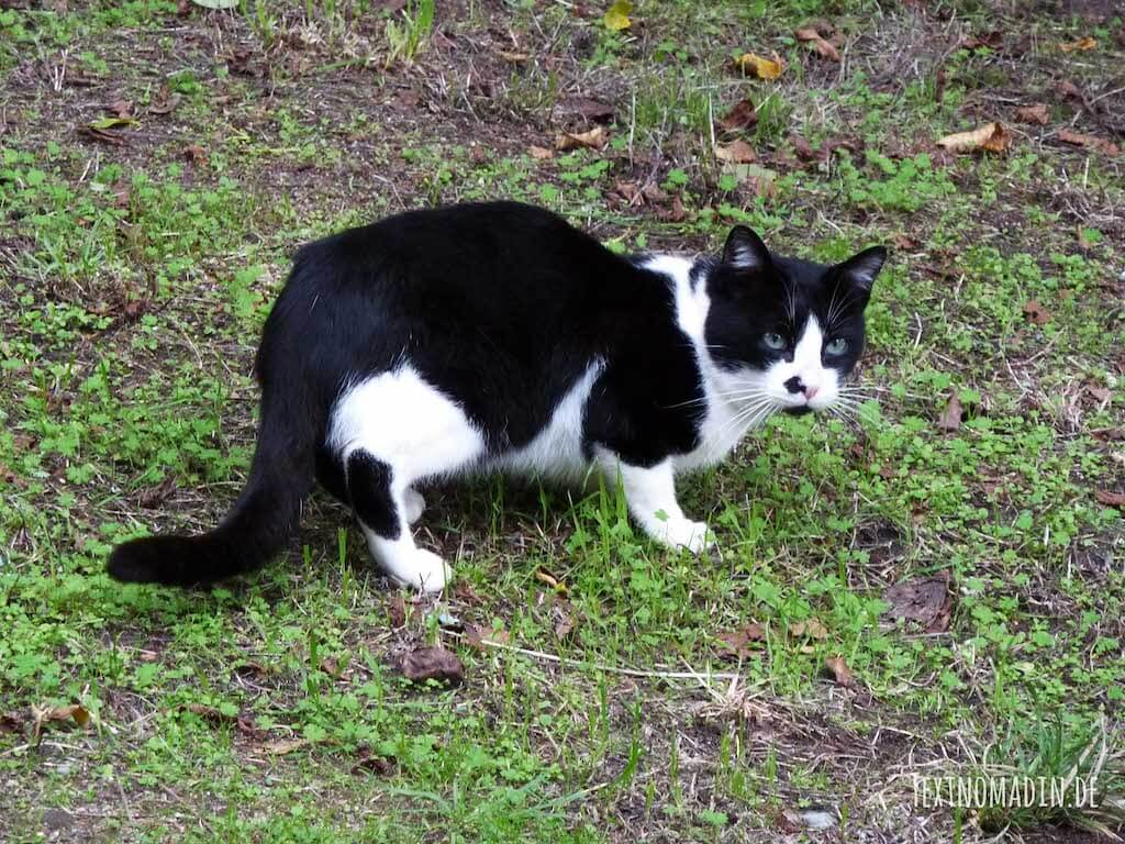 Freigänger Katzen richtig Entwurmen