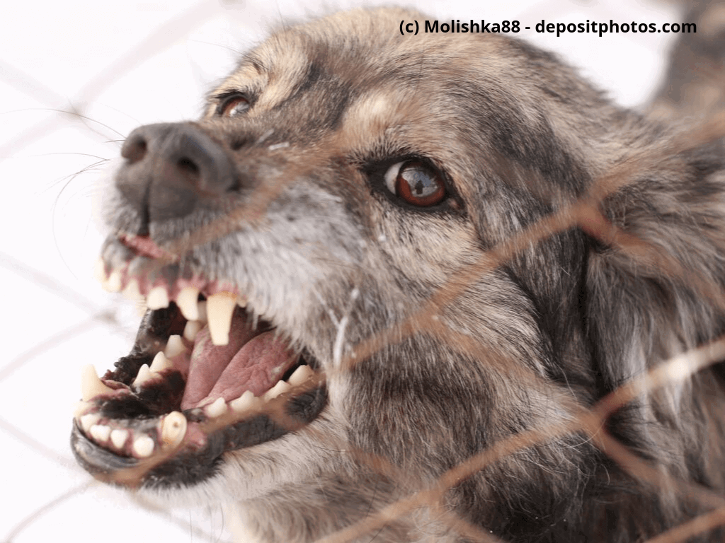 Wütender Hund in einem Stahlkäfig