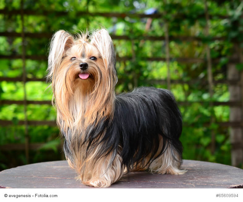 Das Fell der Yorkies braucht regelmäßige Pflege um nicht brüchig zu werden.