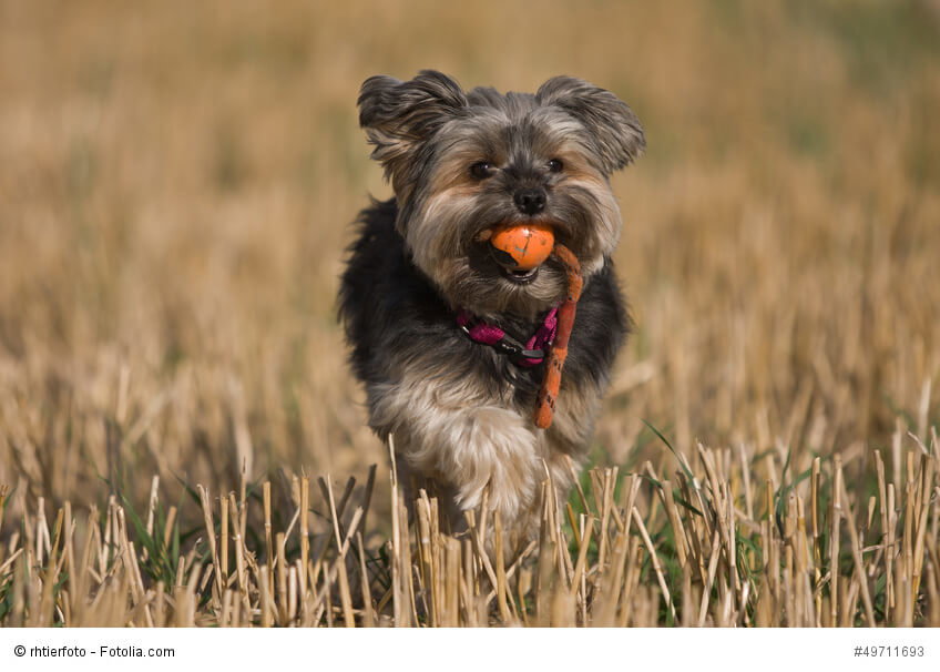 Yorkshire Terrier sind sehr aufgeweckte und kluge Hunde.