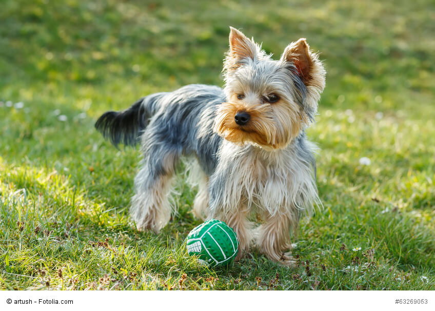 Für Aufmerksamkeit und gemeinsames Spielen ist der Yorkie sehr dankbar.