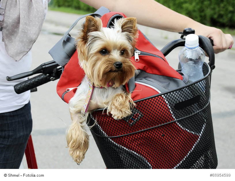 Yorkies laufen gerne, haben aber kurze Beine, die sie manchmal ausbremsen.