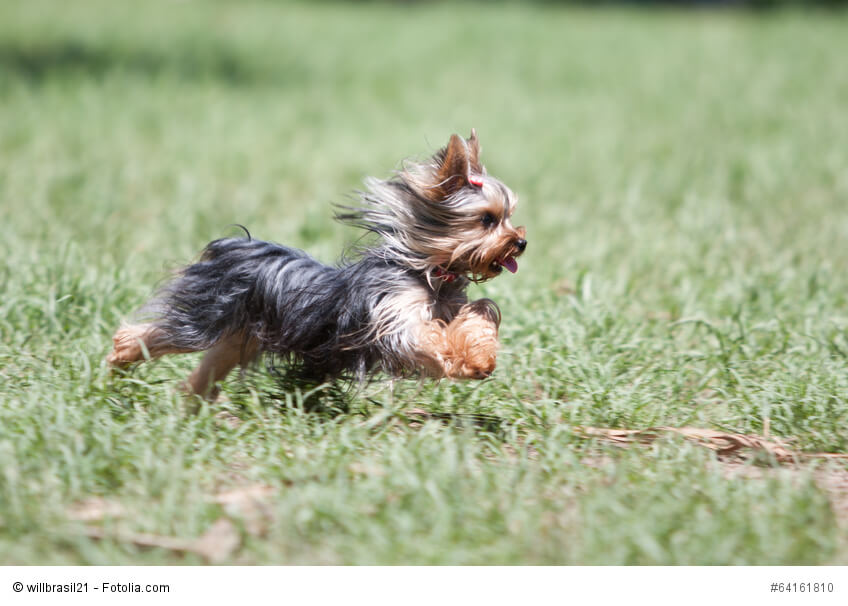 Yorkies sind erst richtig glücklich, wenn sie sich richtig austoben können.
