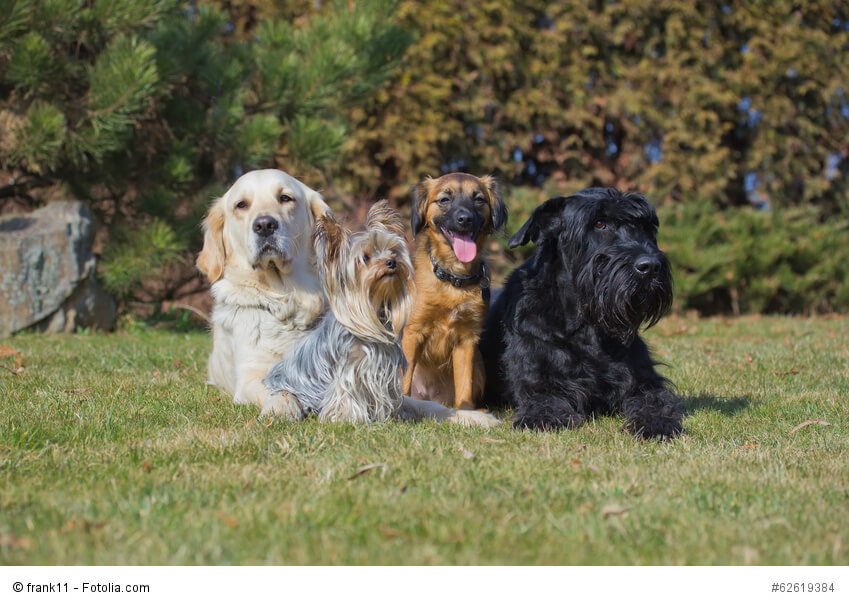 Yorkies haben ein enormes Selbstbewusstsein, daher ist im Umgang mit großen Hunden Vorsicht geboten.
