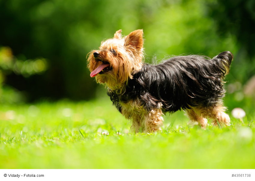Yorkshire Terrier sind sehr aufgeweckte und schelmische Hündchen.