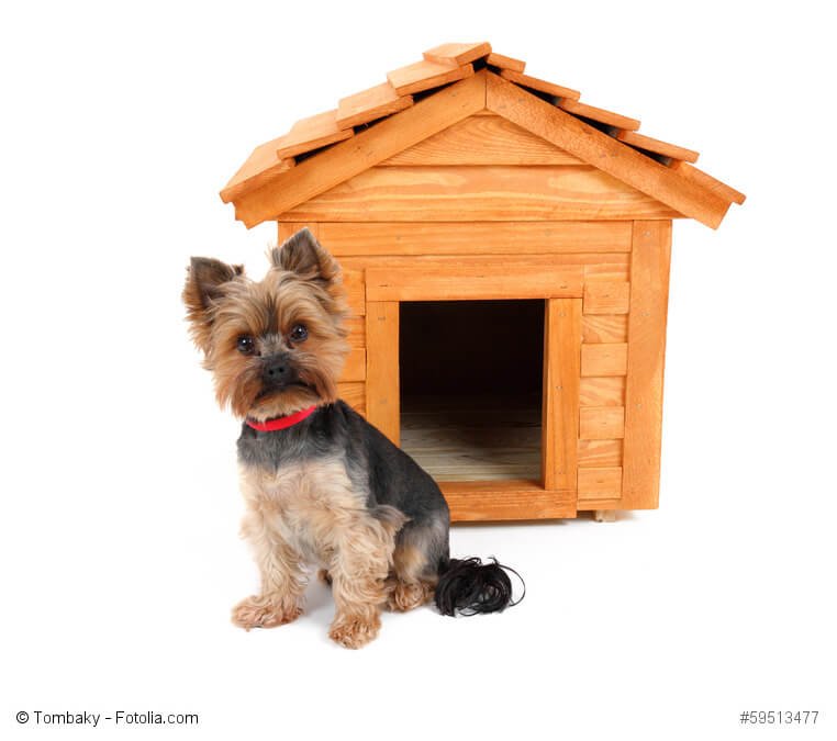 Yorkies gehören auf keinen Fall in eine Hundehütte. Sie brauchen Familienanschluss.