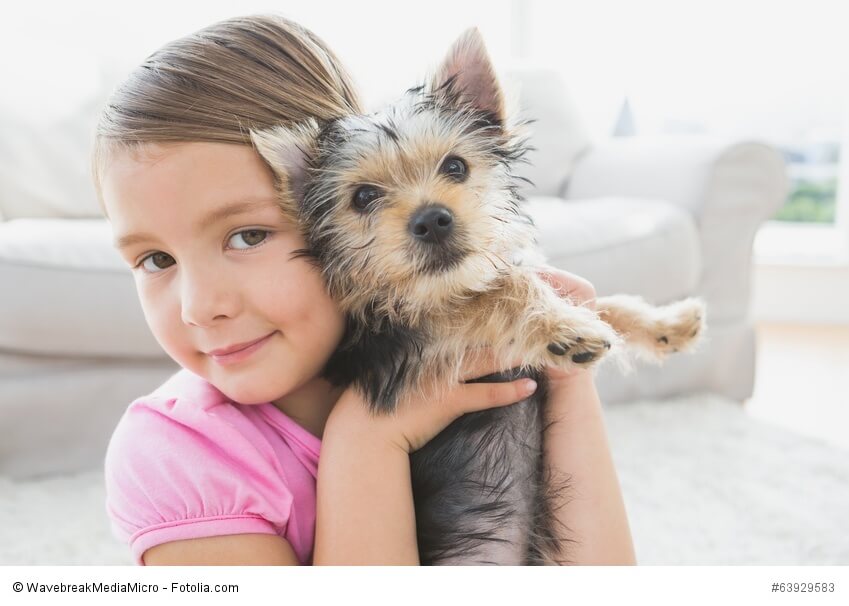 Für Kinder sind Yorkies nur bedingt geeignet, denn sie mögen es nicht als Spielzeug benutzt zu werden und machen dies sehr deutlich!