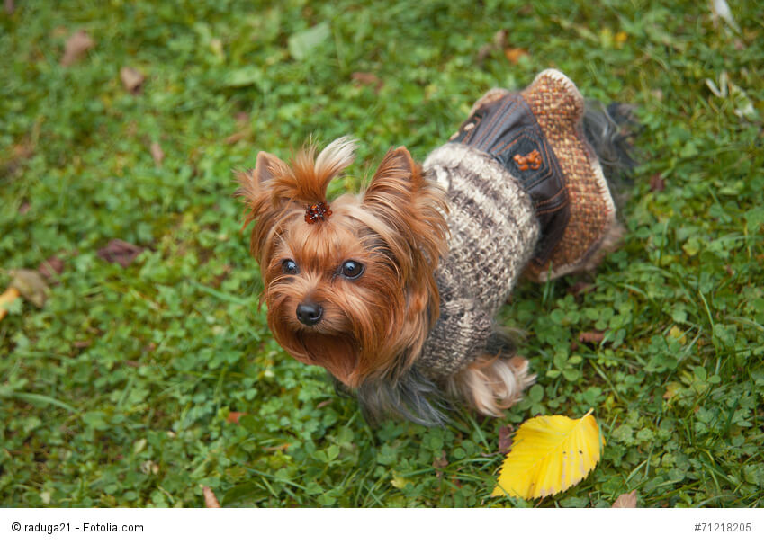 Yorkshire Terrier haben keine Unterwolle und frieren daher schnell.