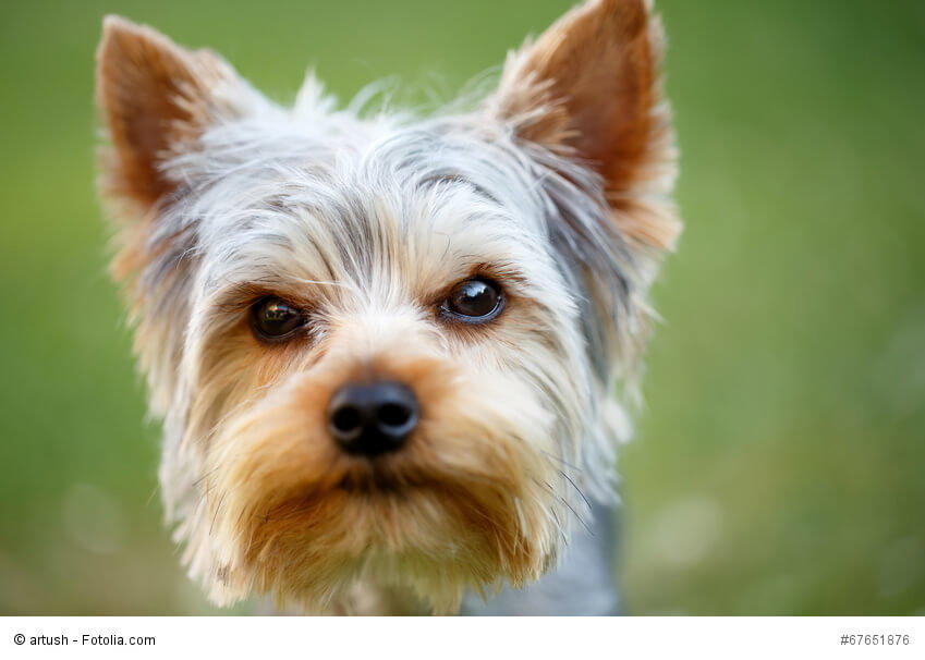 Portrait eines Yorkshire Terriers mit typischer Fellfarbe. Beschriftung lautet: Kleine Hunderassen wie Yorkshire Terrier leben durchschnittlich länger als sehr große.
