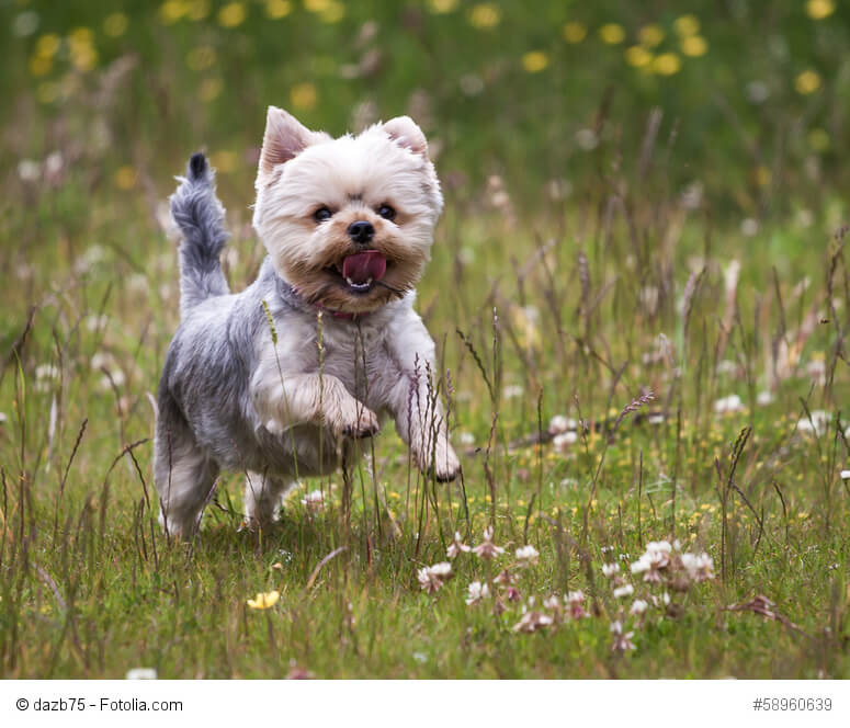 Yorkshire Terrier rennt über eine Wiese. Beschriftung lautet: Nicht nur aber gerade Hunde mit Diabetes brauchen regelmäßige Bewegung!