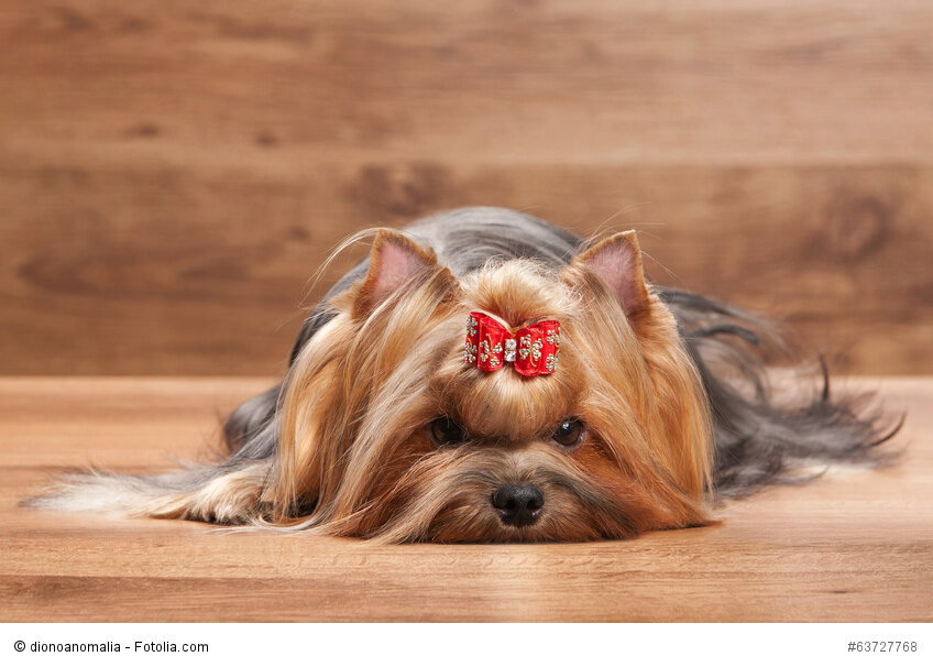 Reduzierst du Yorkies auf Schoßhündchen tust du ihnen Unrecht. Sie sind viel mehr als das!