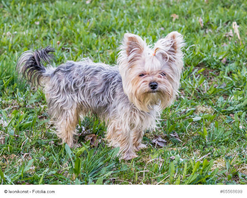 Yorkshire Terrier