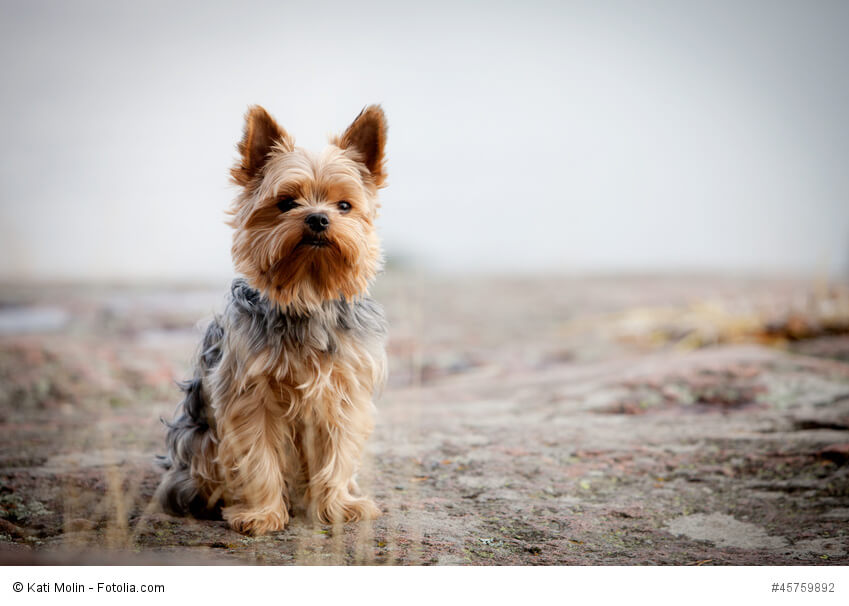 Yorkshire Terrier brauchen regelmäßig lange Spaziergänge.
