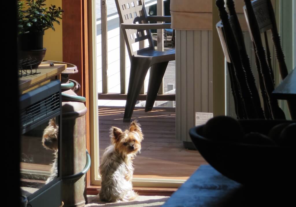 Yorkshire Terrier sind sehr wachsame Hunde und behüten ihr Zuhause.