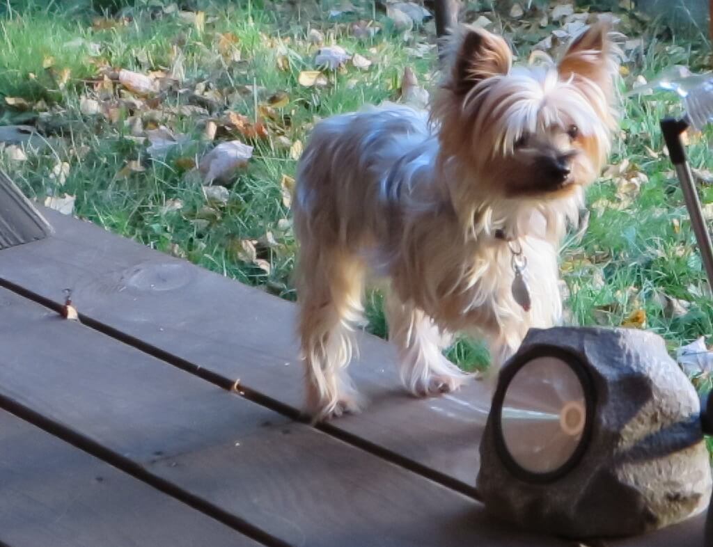 Yorkies sind gerne draußen in der Natur und stöbern herum.