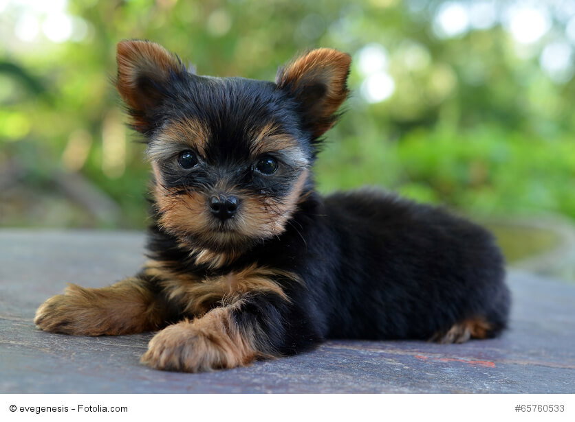 Yorkies sind sehr charakterstark. Ohne führende Hand können sie zu unausgeglichenen Kläffern werden.