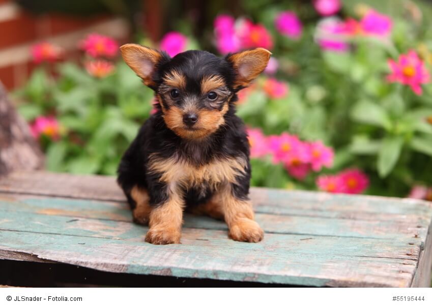 Yorkshire Terrier Welpen brauchen eine konsequente Erziehung.