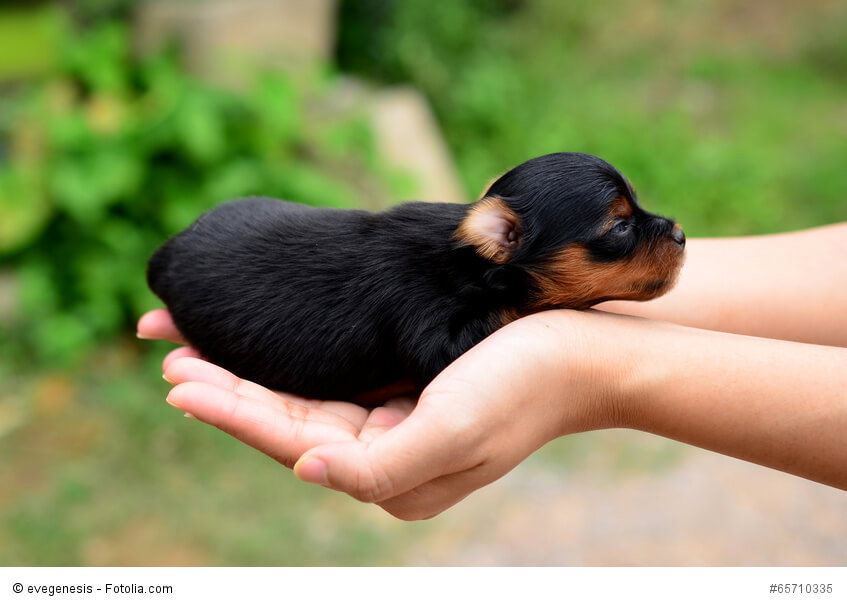 Neu geborene Yorkshire Terrier passen problemlos in eine Hand.
