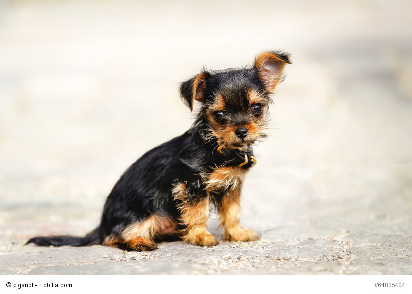 Ein winziger Welpe einer Kreuzung zwischen Yorkshire Terrier und Chihuahua.