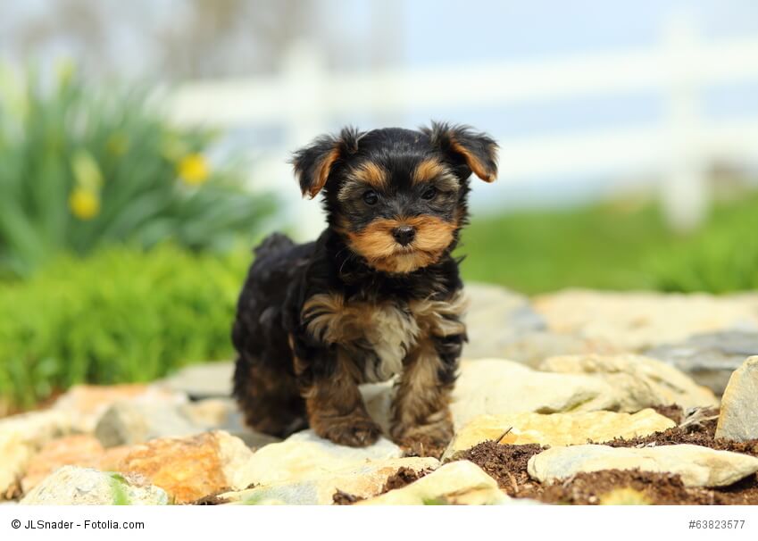 Yorkshire Terrier sind wegen ihrer geringen Größe gut für eine Stadtwohnung geeignet.