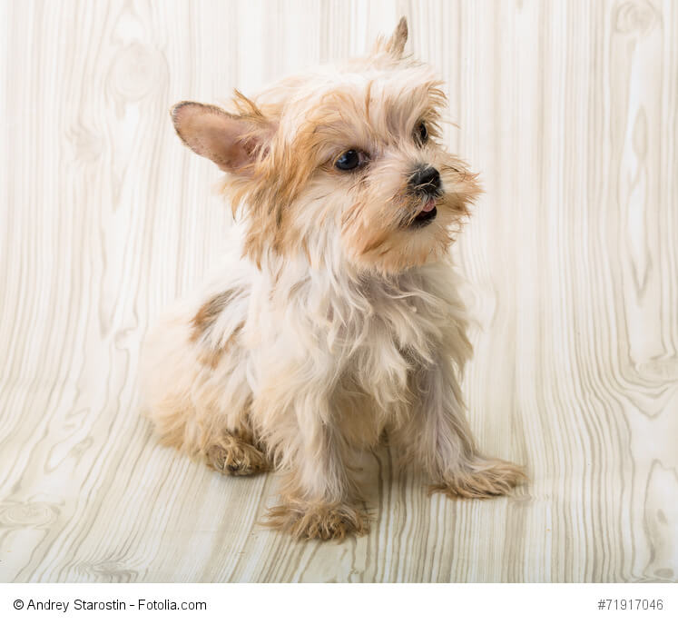 Yorkshire Terrier sind kleine Hunde mit einem großen Herzen.