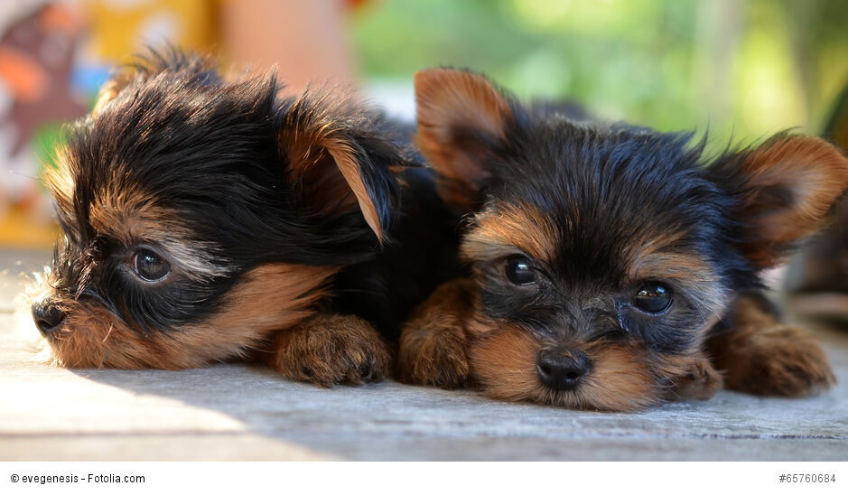 Yorkie-Welpen kuscheln noch gerne miteinander. Später werden sie schnell eifersüchtig auf andere Hunde ihres Menschen.