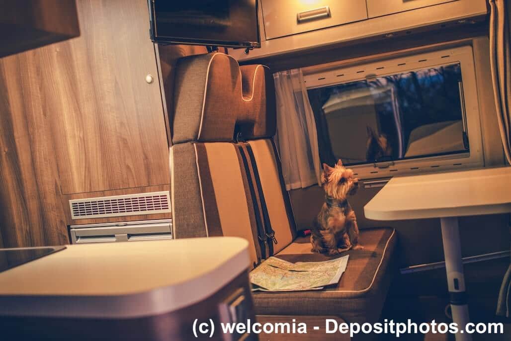 Yorkshire Terrier sitzt auf der Rückbank eines Wohnmobiles