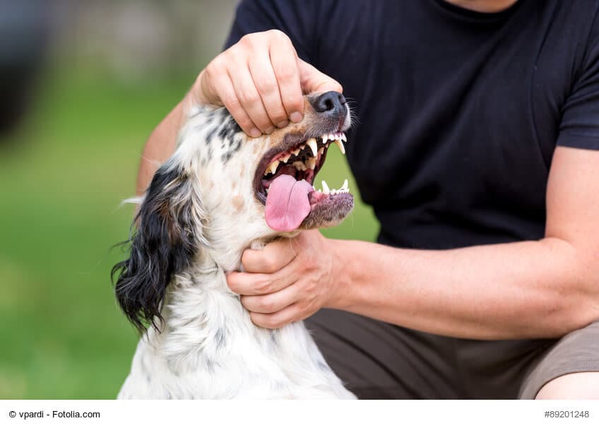 Herrchen öffnet das Maul seines Hundes zum Zahncheck