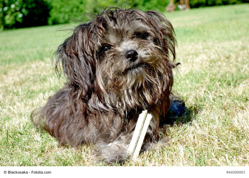 Dunkler Hund mit Zahnpflege-Leckerlie