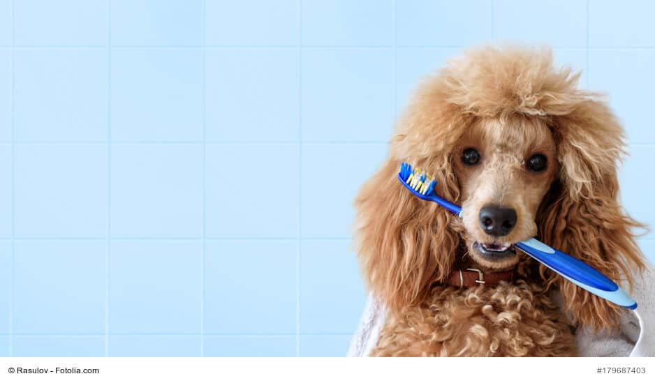 Zahnpflege Hund
